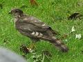 2014-0711_1040_Sparrowhawk_14,1C